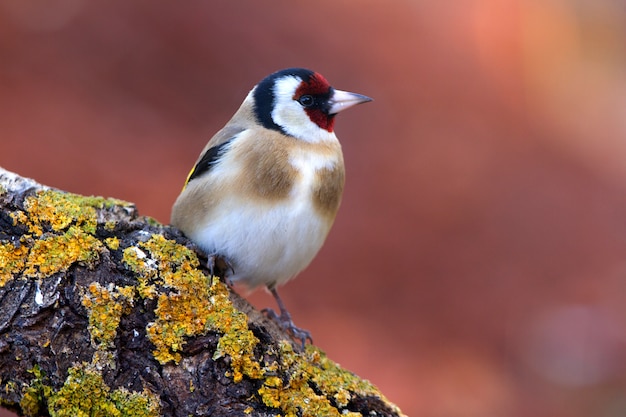 Szczygieł europejski, ptaki, ptaki śpiewające, zwierzęta, tyczenie, Carduelis carduelis