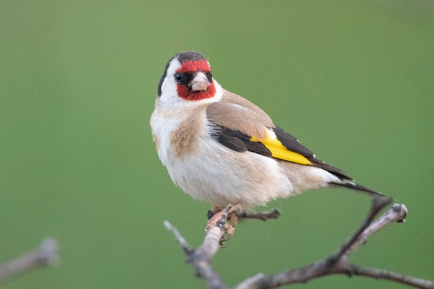 Szczygieł lub szczygieł Carduelis carduelis Malaga Hiszpania