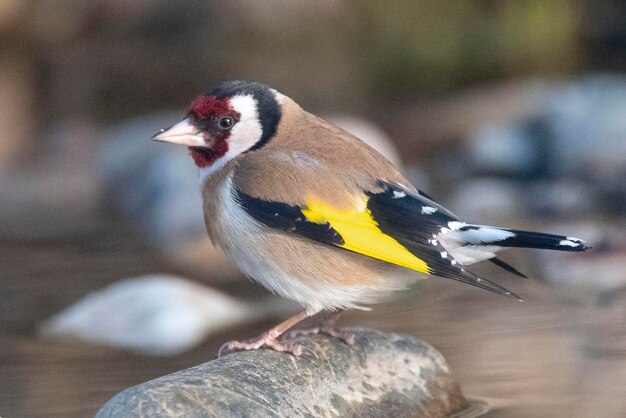 Szczygieł lub szczygieł Carduelis carduelis Malaga Hiszpania