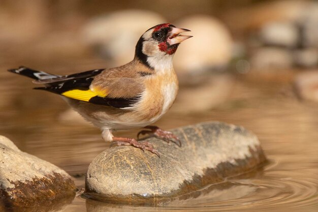 Szczygieł lub szczygieł Carduelis carduelis Malaga Hiszpania