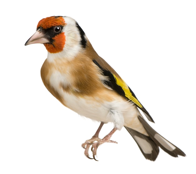 Szczygieł zwyczajny, Carduelis carduelis, siedzący na białym tle