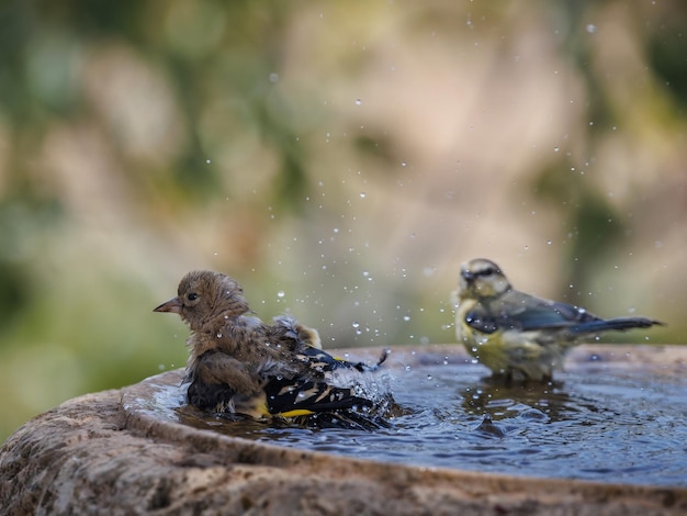 Szczygieł zwyczajny (Carduelis carduelis). Za modraszką.