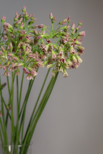 Zdjęcie szczypiorek lub allium schoenoprasum kwitnące kwiaty w szklanym wazonie