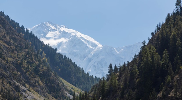 Szczyt górski Nanga Parbat z lodowcem i zielonym lasem sosnowym z Fairy Meadow. Gilgit, Pakistan