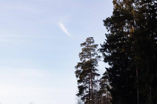 Szczyty drzew w zimowym lesie na tle nieba