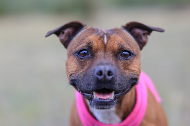 Szef Staffordshire Bull Terrier