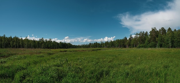 Szeroka panorama pięknego naturalnego krajobrazu z bagnem. Las iglasty i niebo. Zielony las, błękitne niebo i białe puszyste chmury w słoneczny letni dzień