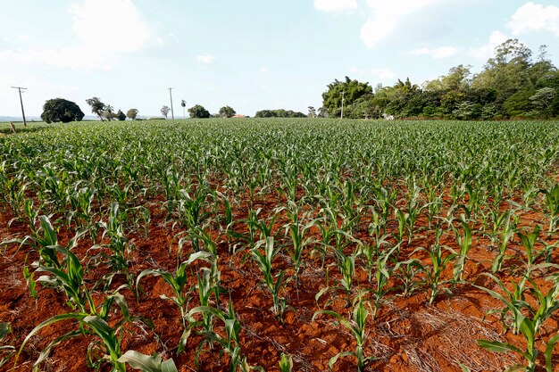 Szeroki widok na rosnącą plantację kukurydzy