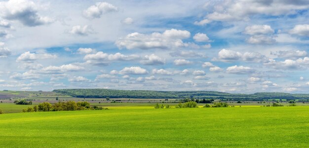 Zdjęcie szerokie pole z zieloną trawą i lasem w oddali i malowniczym pochmurnym niebem letni krajobraz z zielonym polem