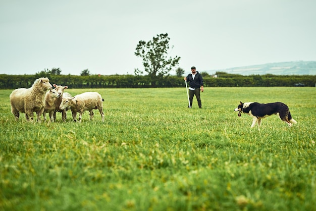 Szerokie ujęcie skoncentrowanego młodego rolnika patrzącego na swojego psa, który walczy z owcami drzewnymi na otwartym zielonym polu na farmie