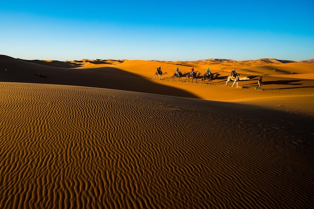 Szerokie ujęcie turystów jadących na wielbłądach w przyczepie kempingowej nad wydmami na Saharze