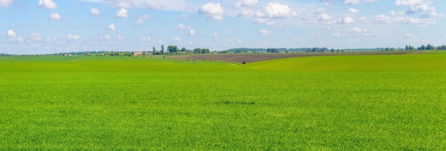 Szerokie zielone pole i malowniczy wiosenny lub letni krajobraz nieba z zieloną trawą na polu