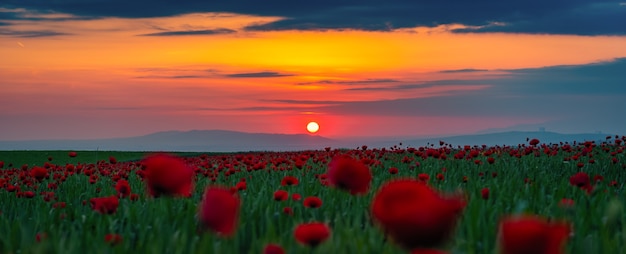 Szerokokątna panorama pola z kwitnącymi czerwonymi makami o zachodzie słońca