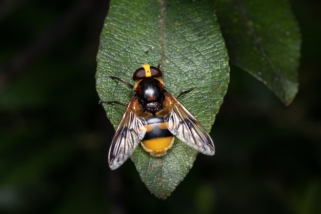 Szerszeń Naśladuje Hoverfly Volucella Zonaria Siedzący Na Zielonym Liściu