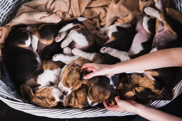 Sześć szczeniąt rasy beagle śpi w dużym koszu