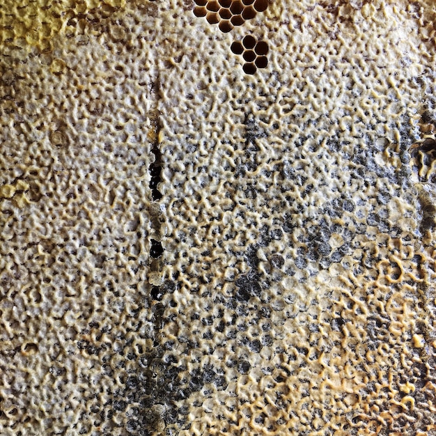 Zdjęcie sześciokątna struktura jest miodowcem z ula pszczela wypełnionym złotym miodem