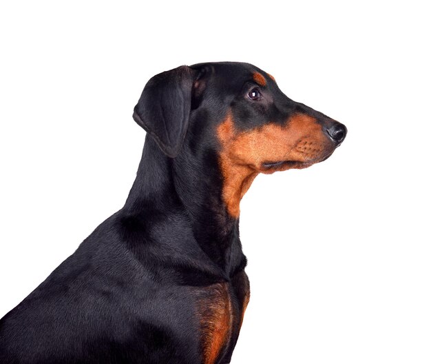Sześciomiesięczny szczeniak Dobermana