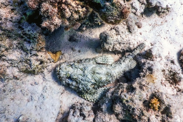 Szkaradnica (Synanceia verrucosa) Szkaradnica rafowa, wody tropikalne, życie morskie