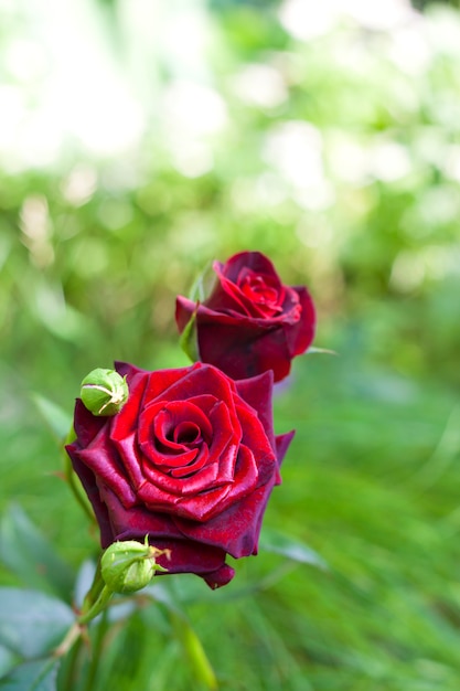 Szkarłatna róża na zielonym tle ogrodu