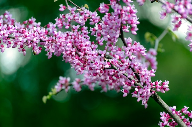 Szkarłatne drzewo z kwitnącymi fioletowymi kwiatami Cercis lub Judas tree