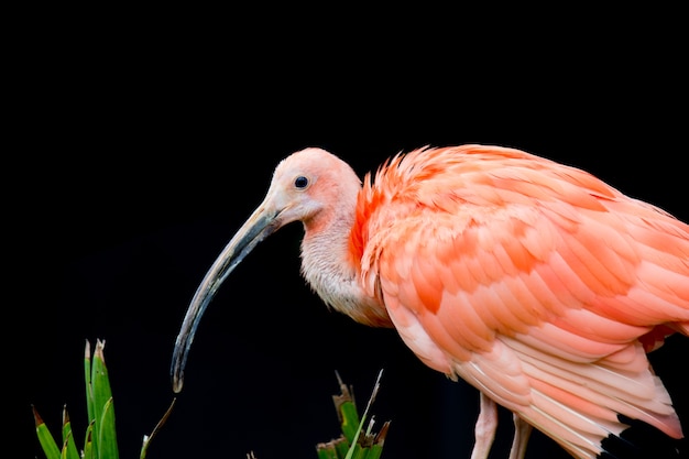 Szkarłatny Ibis