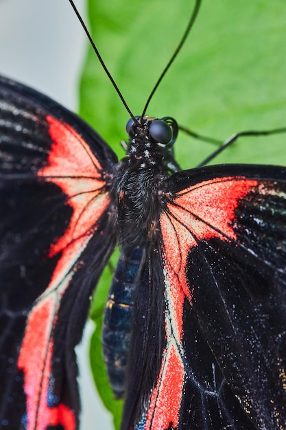 Zdjęcie szkarłatny motyl mormon z czerwonymi i czarnymi skrzydłami