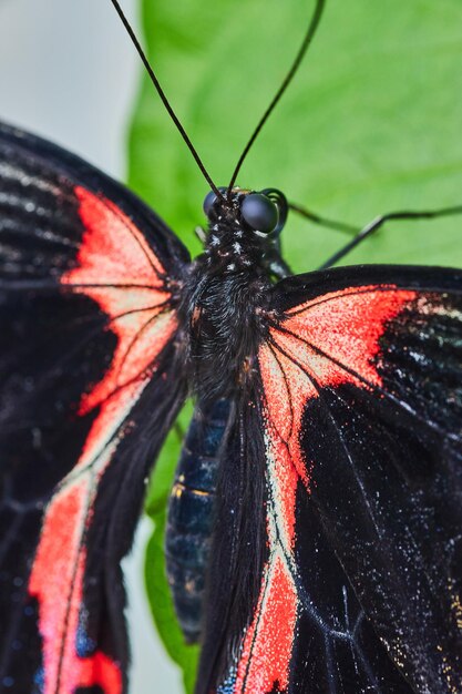 Szkarłatny motyl mormonowy z czerwonymi i czarnymi skrzydłami