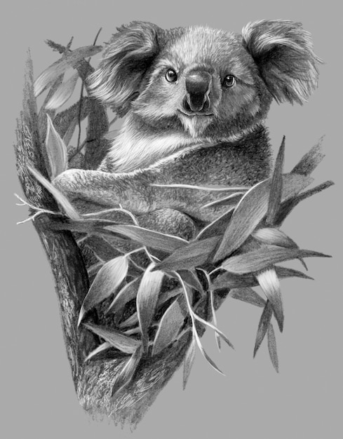 Szkic Monochromatyczny - Miś Koala Na Drzewie. Szczegółowy Rysunek Ołówkiem