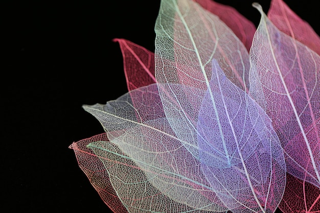 Zdjęcie szkielet liść wielobarwny zestaw na czarnym tle. suchej tekstury liścia. zdjęcie makr