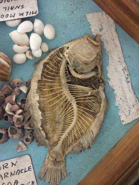 Szkielet ryby w muzeum