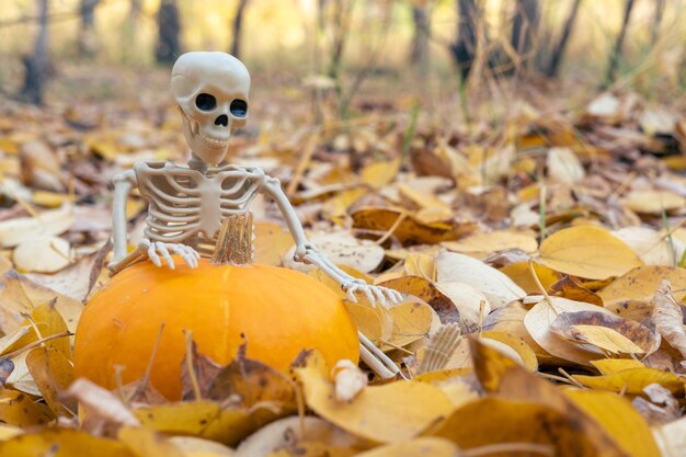 Szkielet trzymający pattison dyni z cukinii na Halloween na tle żółtych opadłych jesiennych liści zbliżenie jesienne święto dziękczynienia