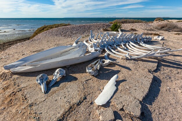 Zdjęcie szkielet wieloryba i czaszki delfinów na brzegu oceanu