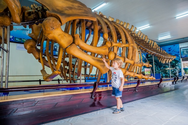 Zdjęcie szkielet wieloryba w national oceanographic museum
