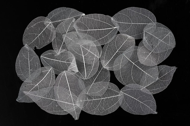 Zdjęcie szkieletowe liście kompozycja kwiatowa na czarno-niebieskich liściach