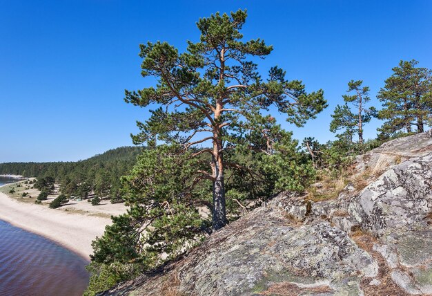 Szkielety jeziora Ładoga Karelia Rosja