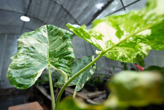 Szklarnia tropikalna roślina różnobarwna, zielony liść flora natura ogród, piękny kwiat botaniki tło w lato wiosna roślina doniczkowa, świeże rosnące liście kwiatowy do dekoracji