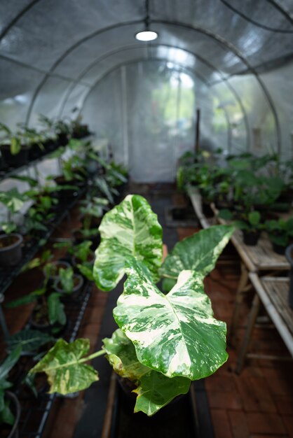 Szklarnia tropikalna roślina różnobarwna, zielony liść flora natura ogród, piękny kwiat botaniki tło w lato wiosna roślina doniczkowa, świeże rosnące liście kwiatowy do dekoracji