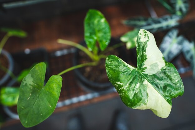 Szklarnia tropikalna roślina różnobarwna, zielony liść flora natura ogród, piękny kwiat botaniki tło w lato wiosna roślina doniczkowa, świeże rosnące liście kwiatowy do dekoracji