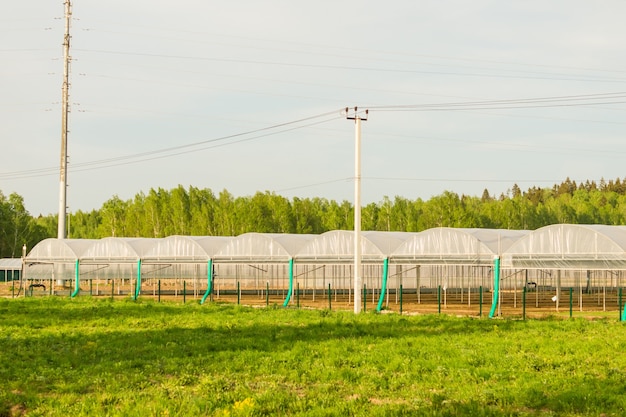 Szklarnie handlowe. Zaawansowana technologicznie produkcja przemysłowa warzyw i kwiatów.