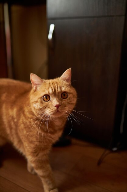 Szkocki rudy kot Kot z rudymi włosami Domowy rudy kot