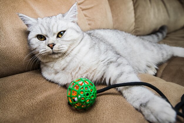 Szkocki Śmieszny kot bawiący się zabawkami