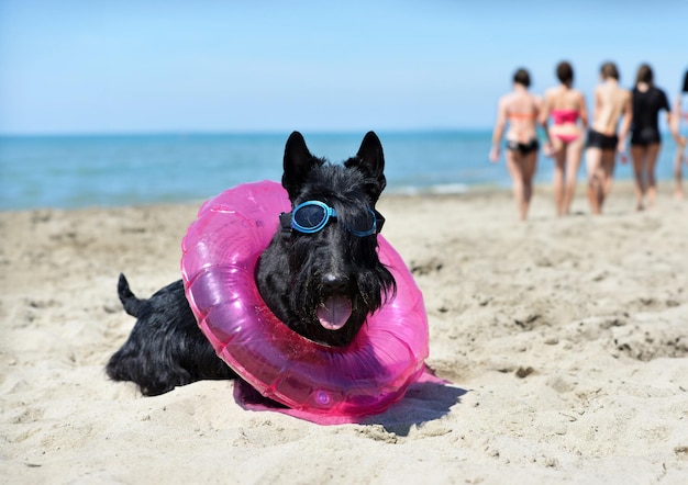 szkocki terier na plaży