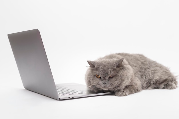 Szkocki zwisłouchy śliczny kot korzystający z laptopa w studio