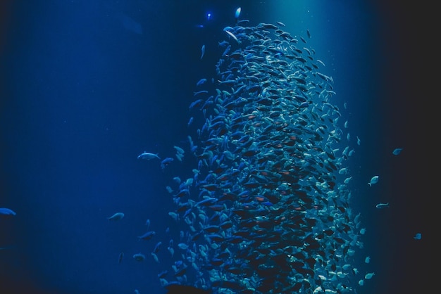 Zdjęcie szkoła ryb pływających w morzu