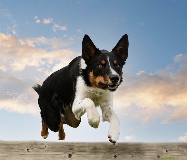 Szkolenie dla border collie na płocie dla dyscypliny posłuszeństwa