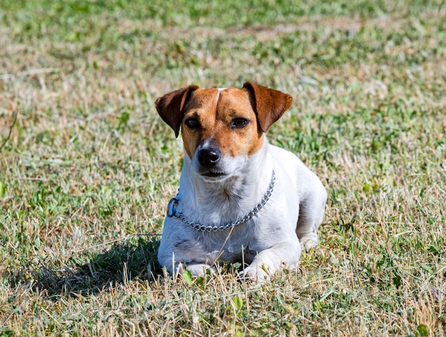 Szkolenie Jack Russel Terrier