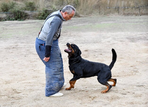 Szkolenie młodych rottweilerów dla sportów ochronnych i policji