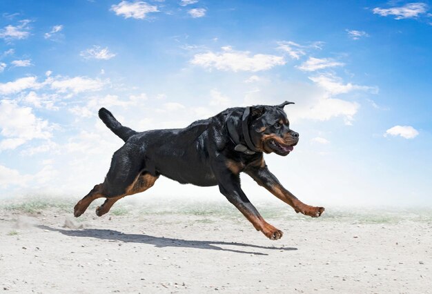 Szkolenie młodych rottweilerów dla sportów ochronnych i policji