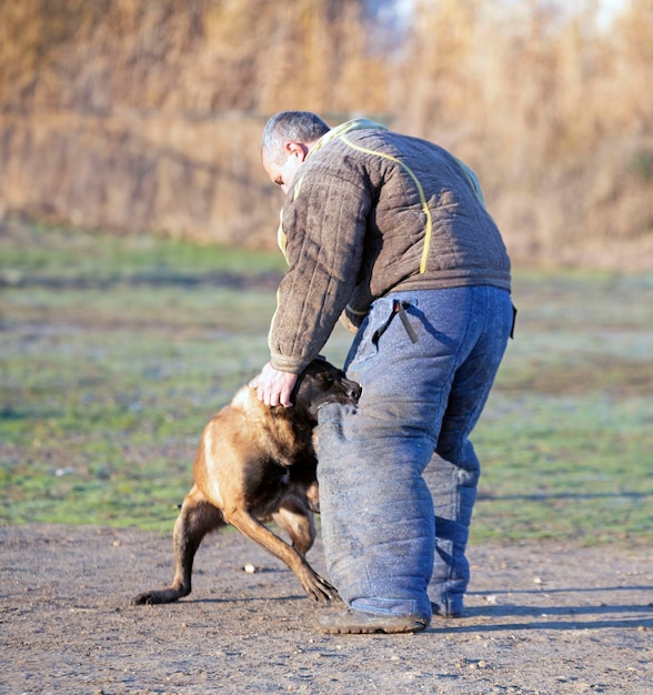 Zdjęcie szkolenie pasterzy belgijskiego