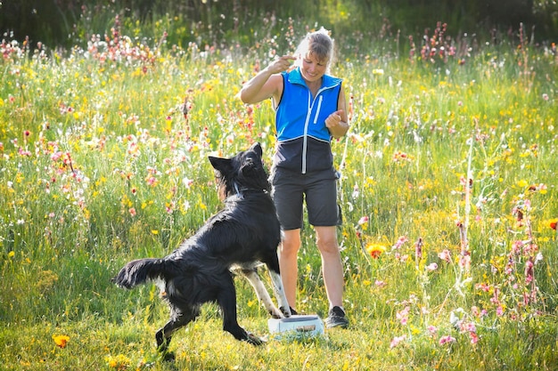 Zdjęcie szkolenie posłuszeństwa z border collie